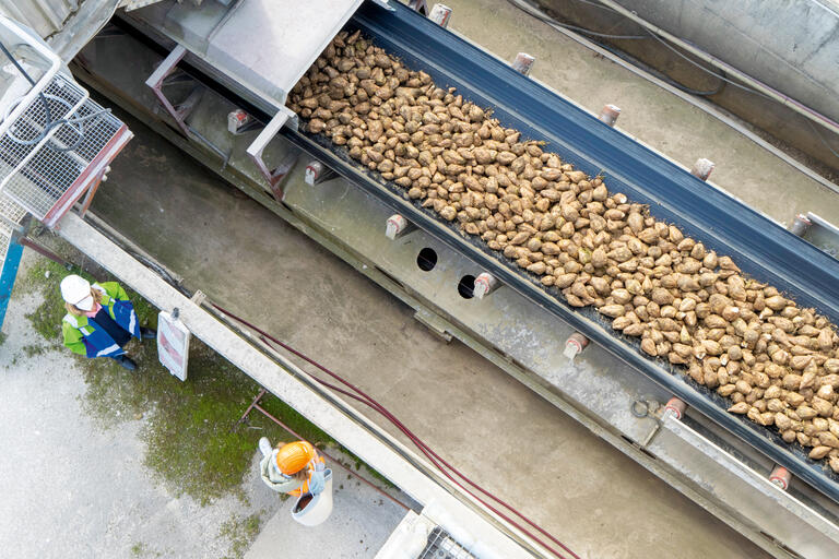 In der Kampagne von Mitte September bis Ende Januar werden bei Nordzucker rund 200 000 Tonnen Rüben zu Zucker verarbeitet. 