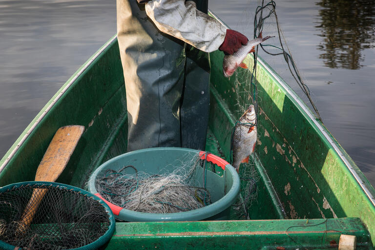 Fischfang auf dem Müggelsee