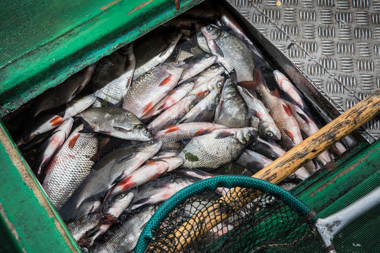 Fischfang auf dem Müggelsee