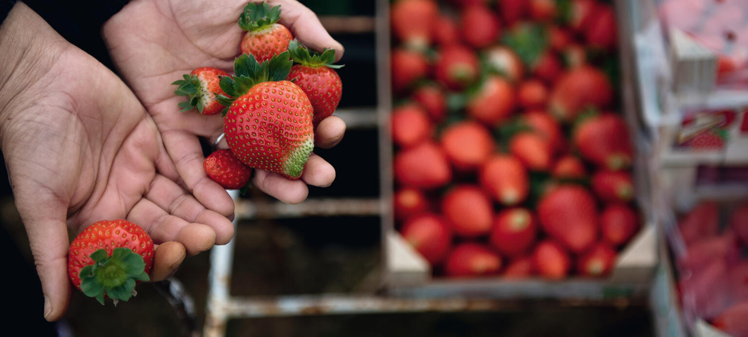 Erdbeerernte in Andalusien