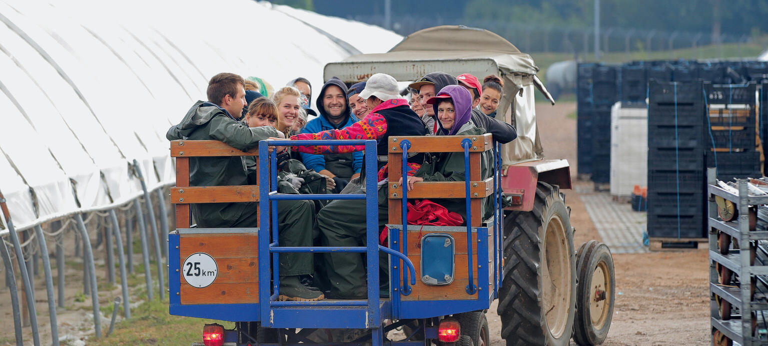 Auf dem Erdbeerhof von Constantin Kaack im vorpommerschen Fuhlen- dorf 