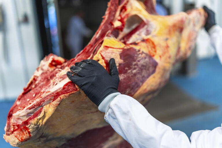 Nahaufnahme von Arbeiterhand und Fleisch in einem Kühlraum in einer Fleischverarbeitungsfabrik .